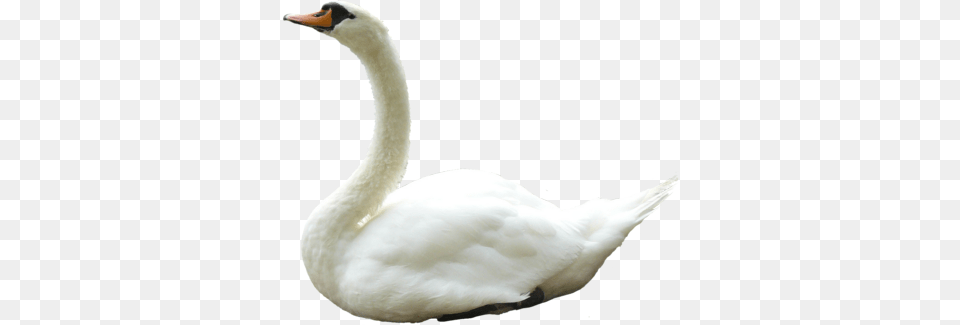 Swan, Animal, Bird Free Transparent Png