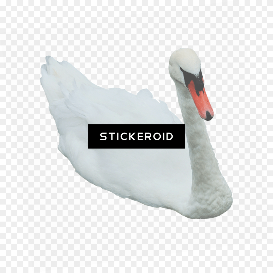 Swan, Animal, Bird Free Png