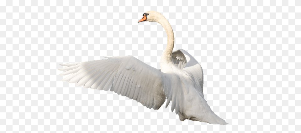 Swan, Animal, Bird, Waterfowl Png Image