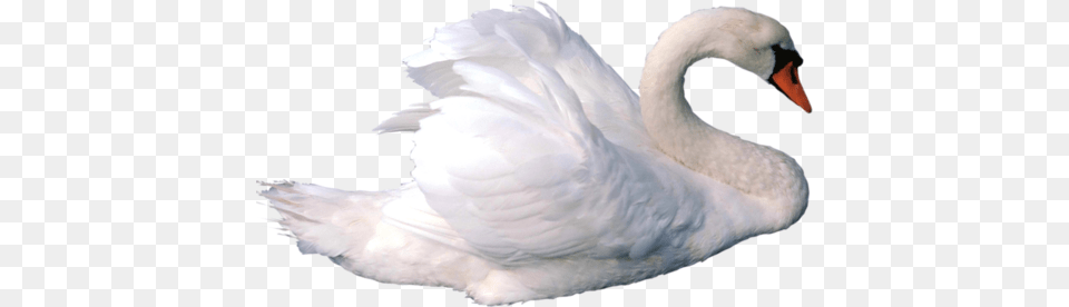 Swan, Animal, Bird, Anseriformes, Waterfowl Png Image