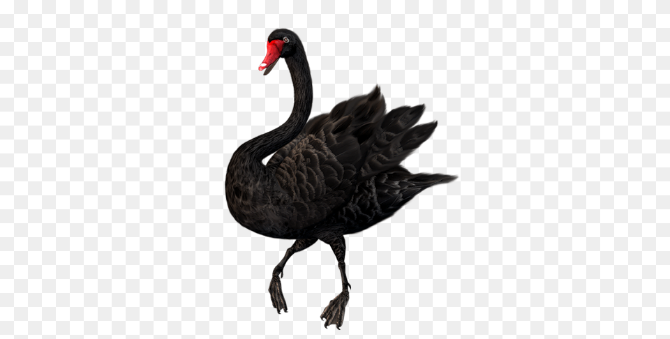 Swan, Animal, Bird, Waterfowl, Black Swan Png