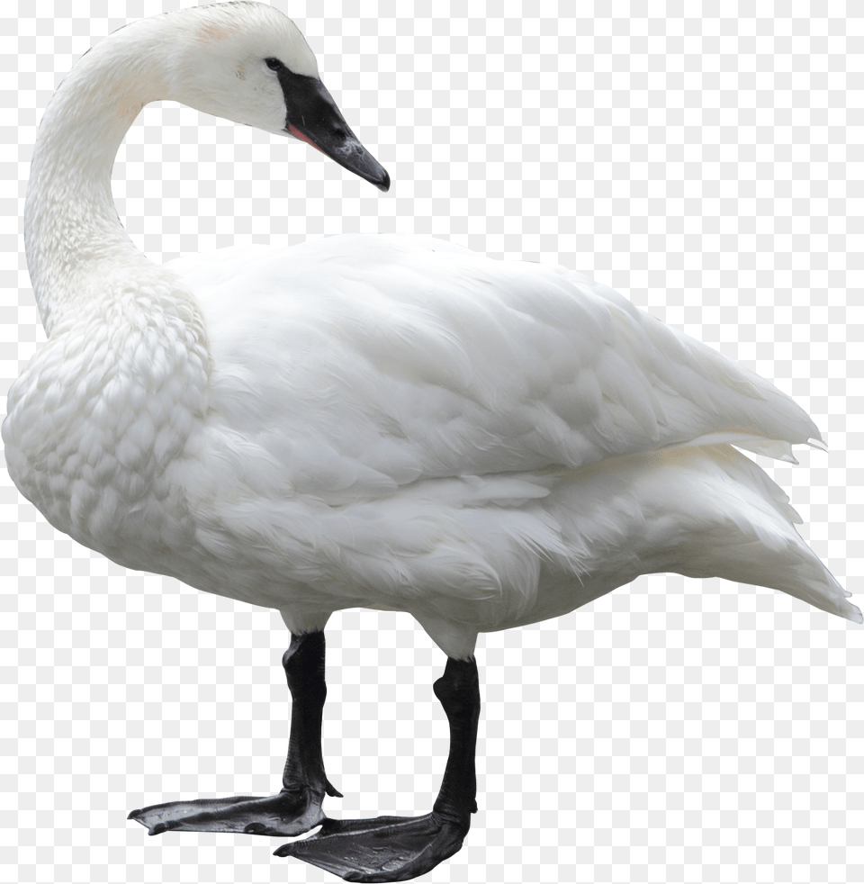 Swan, Animal, Bird, Goose, Waterfowl Free Png Download