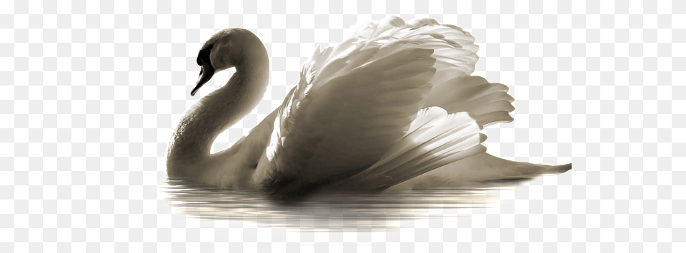 Swan, Animal, Bird, Fish, Sea Life Free Transparent Png