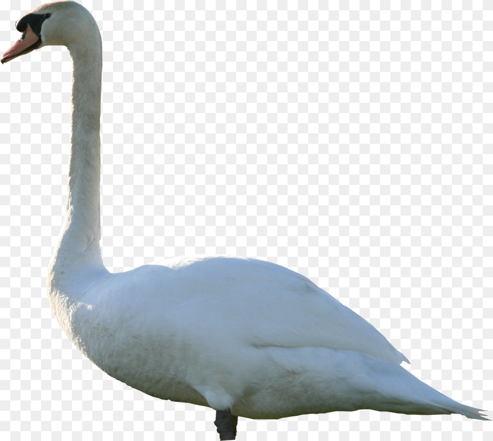 Swan, Animal, Bird, Waterfowl, Goose Free Png