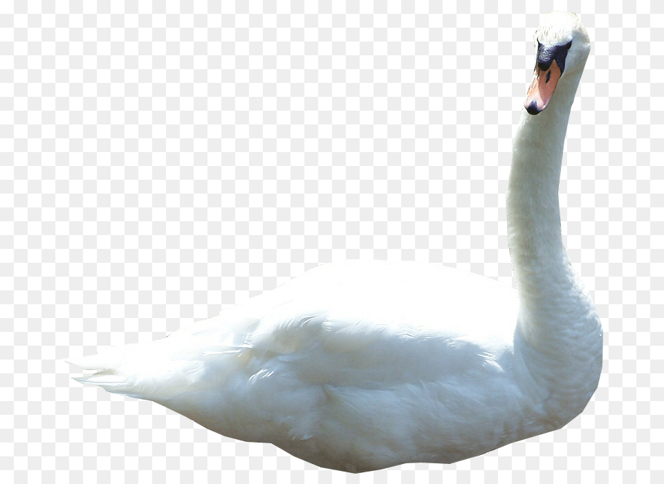 Swan, Animal, Bird Png Image