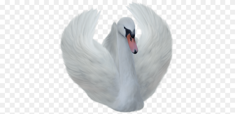 Swan, Animal, Bird, Person Free Png