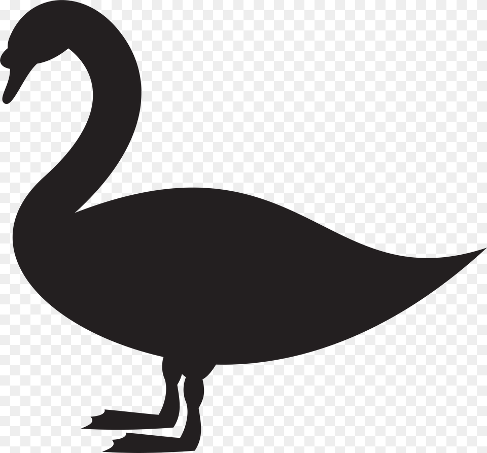 Swan, Animal, Bird Png