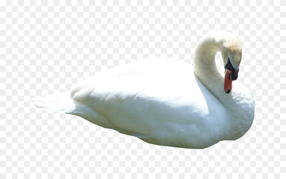 Swan, Animal, Bird Free Transparent Png