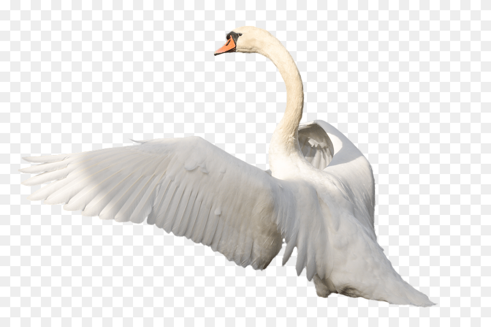 Swan, Animal, Bird, Waterfowl Png Image