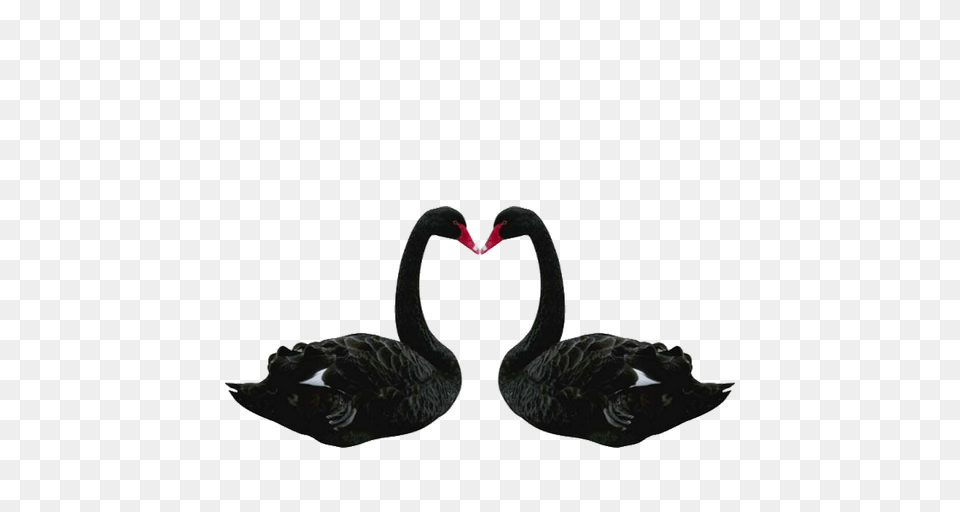 Swan, Animal, Bird, Waterfowl, Black Swan Free Transparent Png
