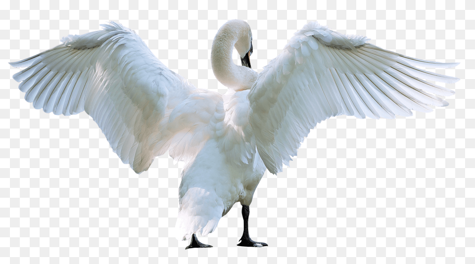 Swan, Animal, Bird Free Png Download