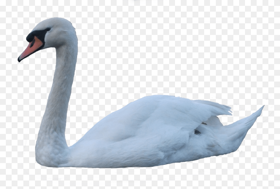 Swan, Animal, Bird Png Image