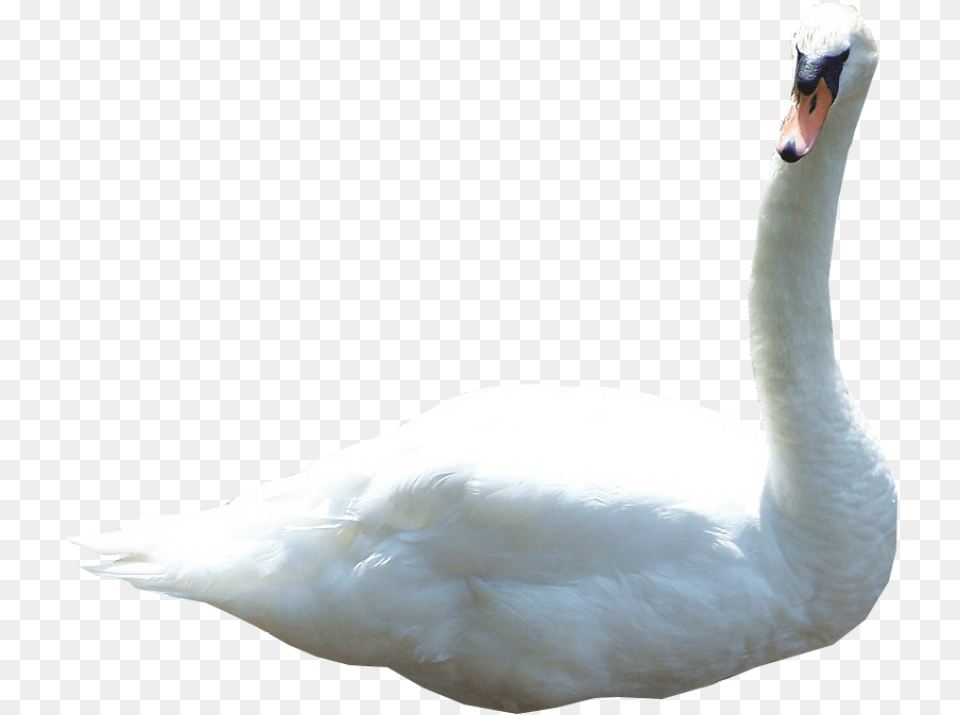 Swan Birds In Water, Animal, Bird, Goose, Waterfowl Free Png