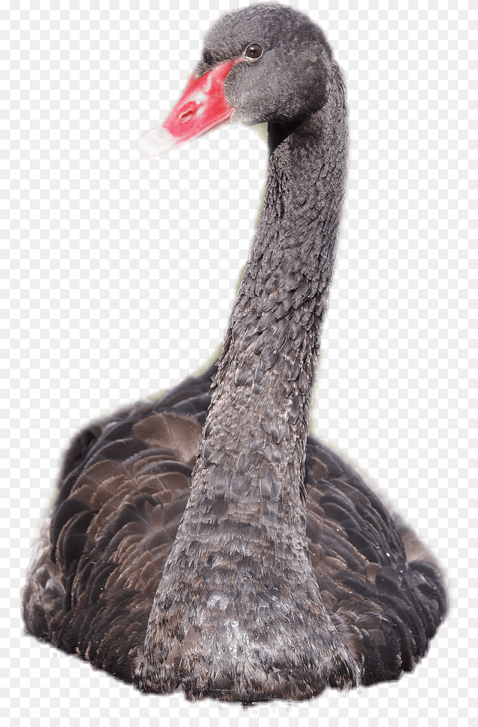 Swan Blackswan Sticker Bird Different Colored Swans, Animal, Waterfowl, Black Swan Free Png Download