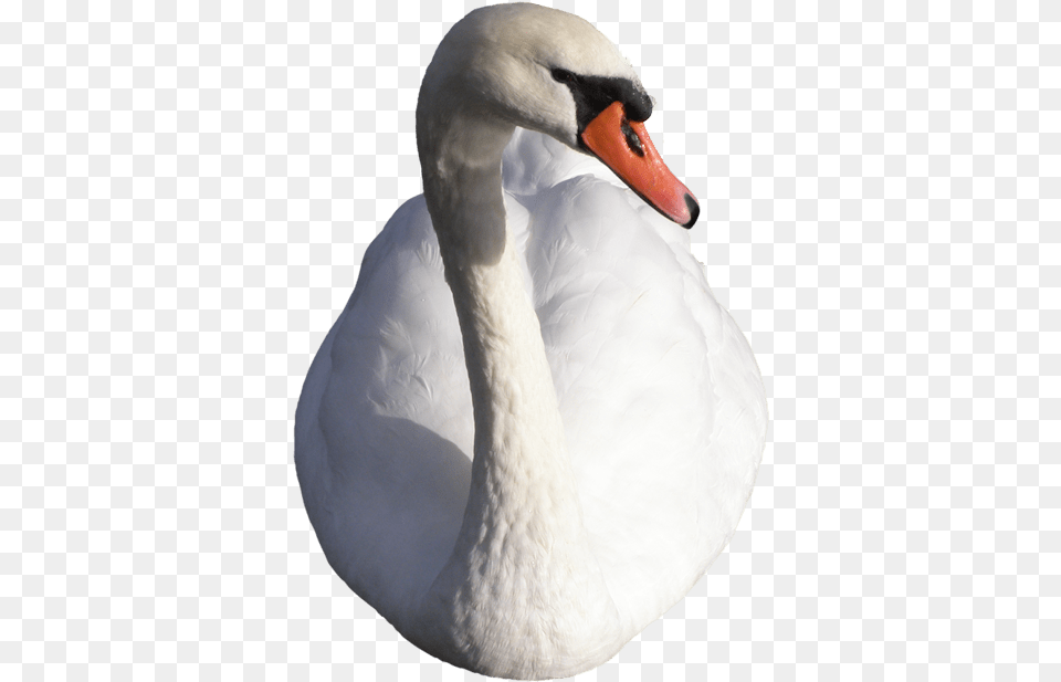 Swan Cisne, Animal, Bird, Beak, Nature Png