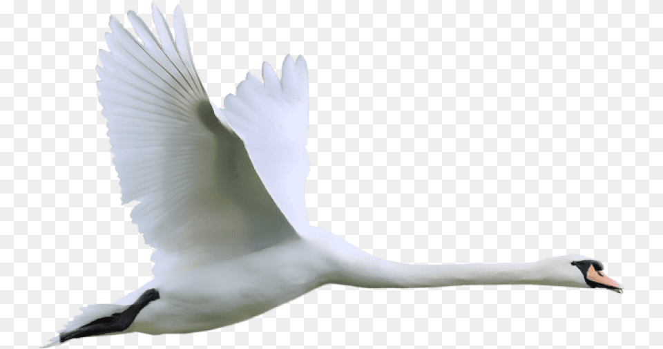 Swan Clipart Background Swan Flying, Animal, Bird, Waterfowl Free Transparent Png