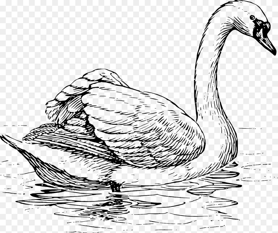 Swan Clipart Black And White, Animal, Bird, Waterfowl Free Transparent Png