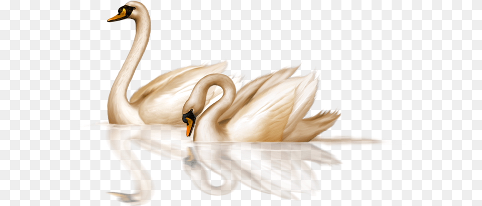Swan Clipart Swan, Animal, Bird Png Image