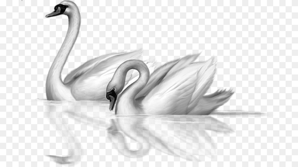 Swan Clipart Transparent Background Swans Clipart, Animal, Bird Png Image