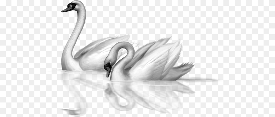 Swan Clipart Transparent Background Two Swan Clipart, Animal, Bird, Adult, Bride Free Png