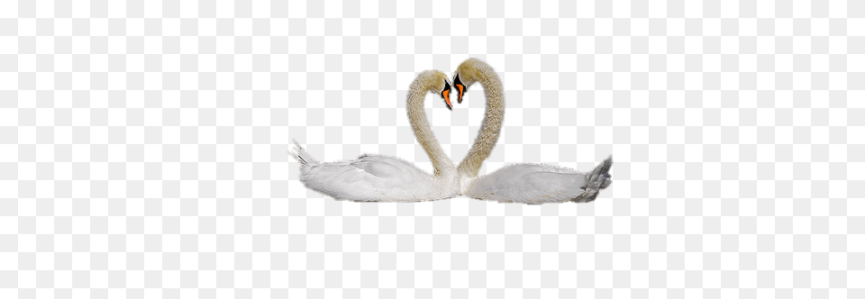 Swan Couple, Animal, Bird, Beak Free Png