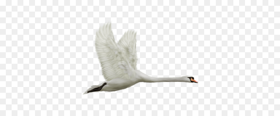 Swan Couple Transparent, Animal, Bird Free Png