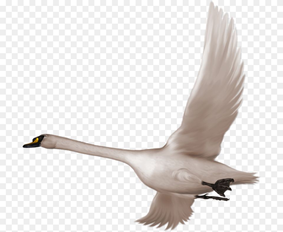 Swan Flying, Animal, Bird Png