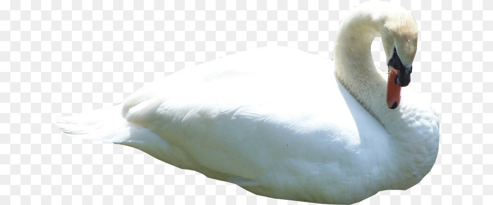 Swan Gif, Animal, Bird Png