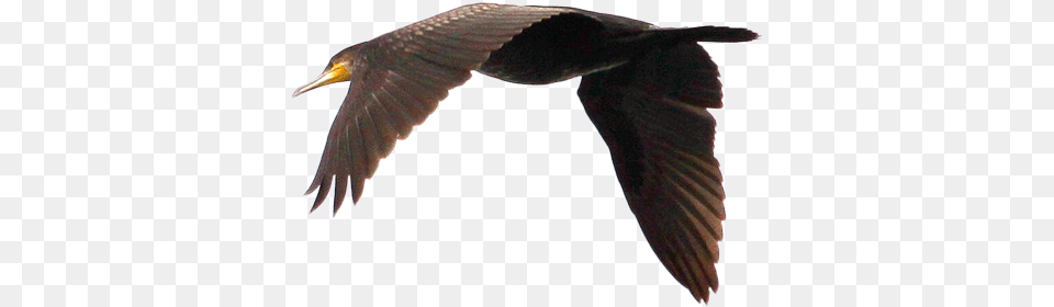 Swan Goose Duck Bird Flight Flying Geese Download Cormorants Flying, Animal, Cormorant, Waterfowl, Beak Free Transparent Png
