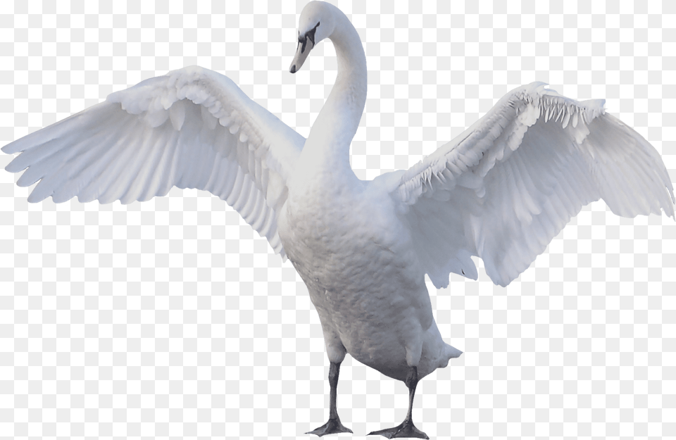 Swan Goose Mute Swan Bird Swan, Animal, Waterfowl Free Png Download