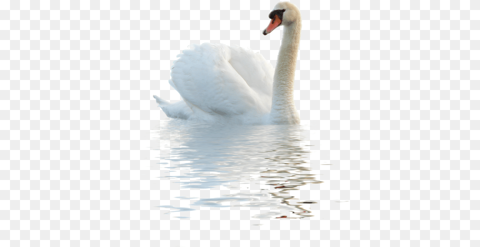 Swan Image Duck In Water, Animal, Bird Free Png