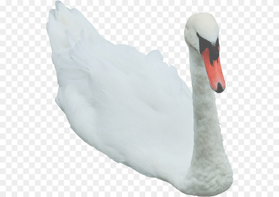 Swan Image Swan, Animal, Bird, Anseriformes, Waterfowl Free Transparent Png