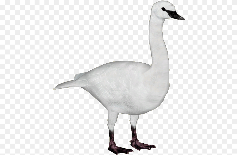 Swan Image Whooper Swan, Animal, Bird, Goose, Waterfowl Free Transparent Png
