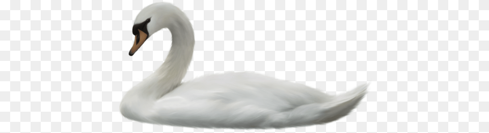Swan Image Without Background Swan, Animal, Bird, Adult, Bride Free Png