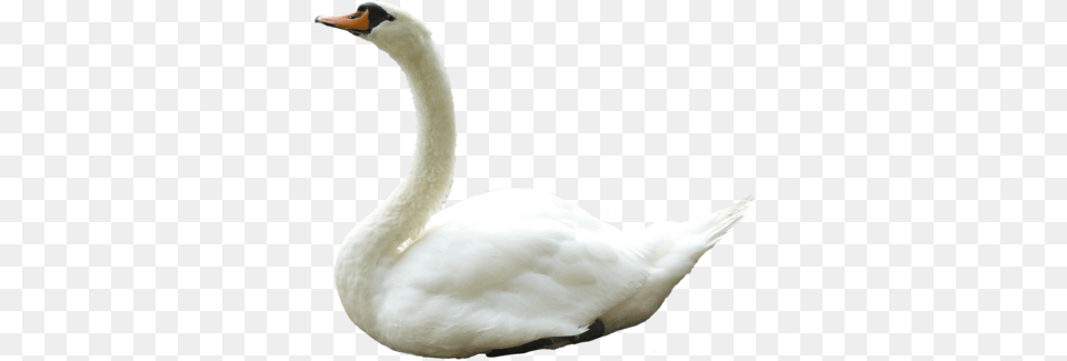 Swan Images, Animal, Bird Png Image