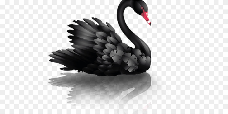 Swan Images Swan, Animal, Bird, Waterfowl, Black Swan Free Png