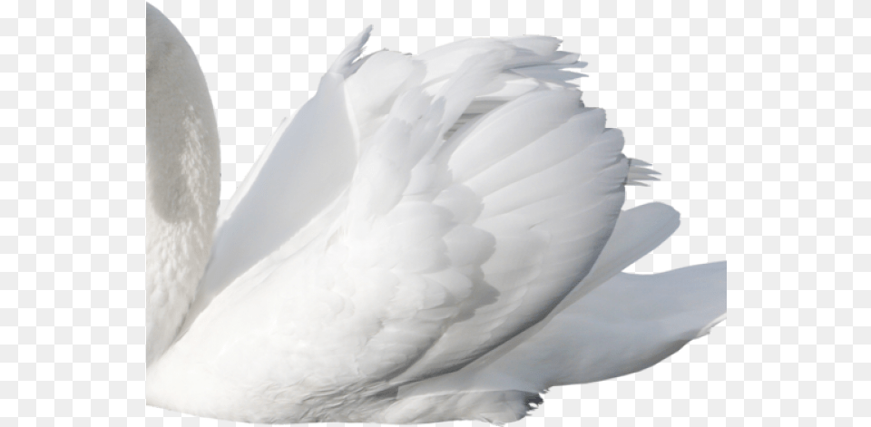 Swan Images Swan On White Background, Animal, Bird Free Png Download