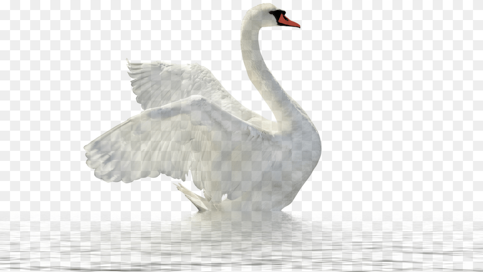 Swan In The Lake Ju Swan, Animal, Beak, Bird, Waterfowl Free Png