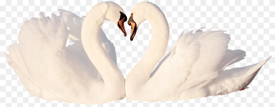 Swan Love Bird White Feather Romantic Swans Tundra Swan, Animal Free Transparent Png
