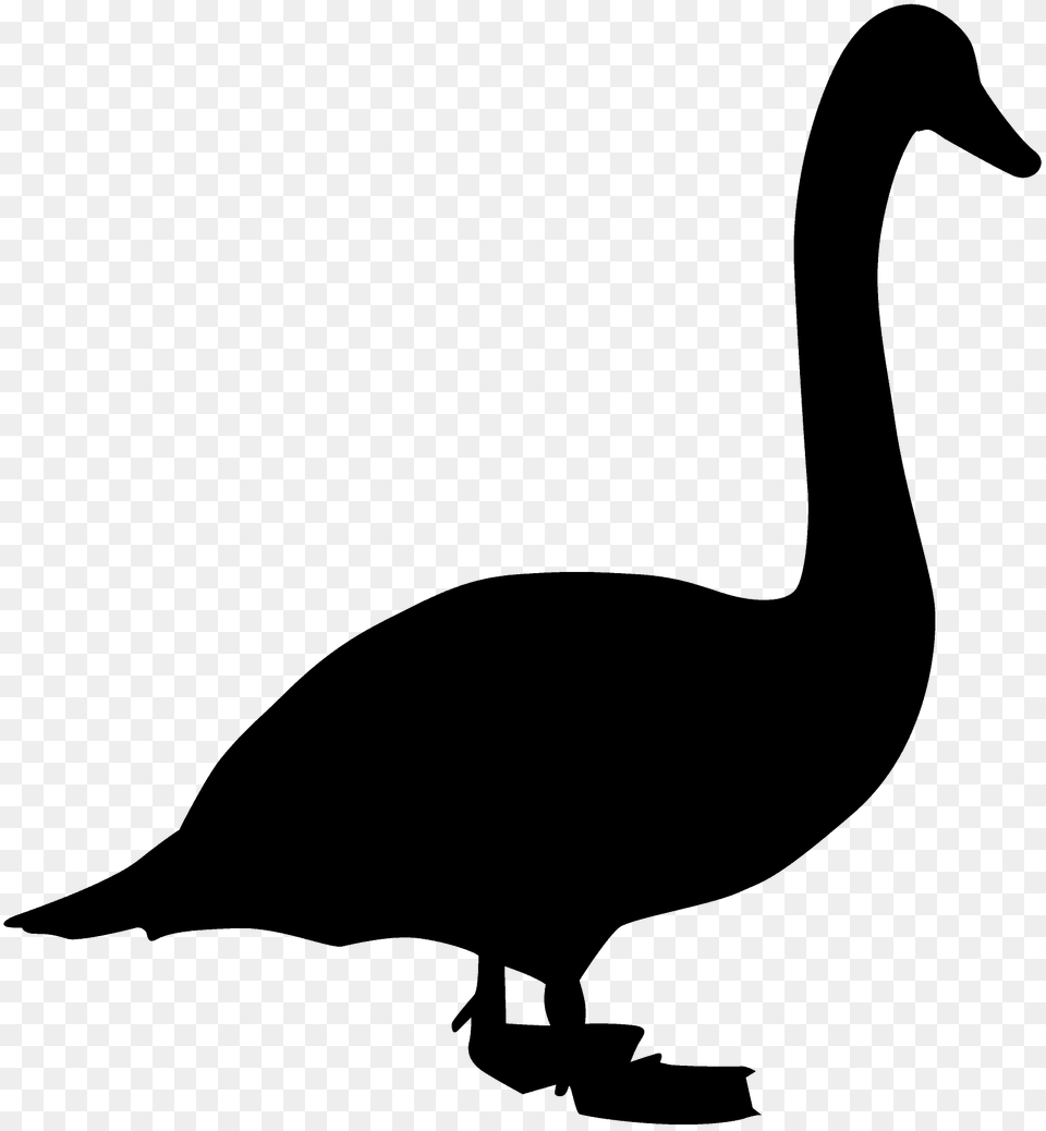 Swan Silhouette, Animal, Bird, Goose, Waterfowl Png