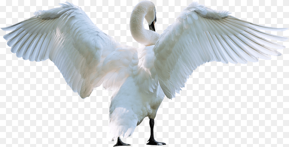 Swan Starting Fly Image, Animal, Bird Free Png Download