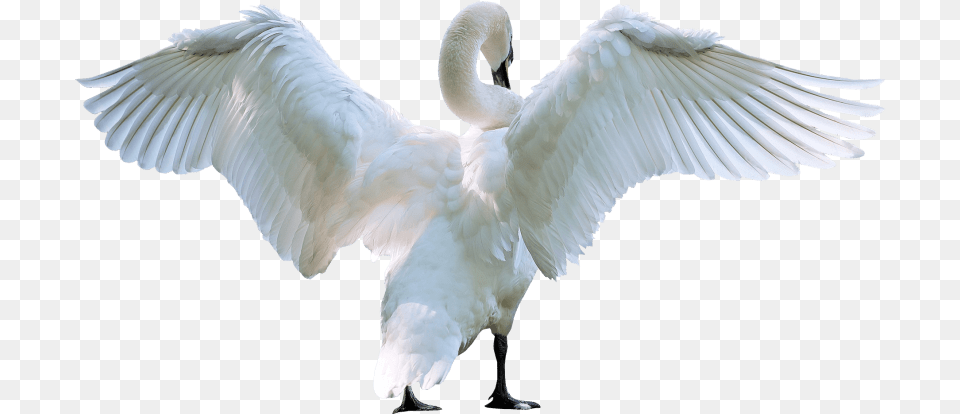 Swan Starting Fly Images Transparent Swan, Animal, Bird Free Png Download