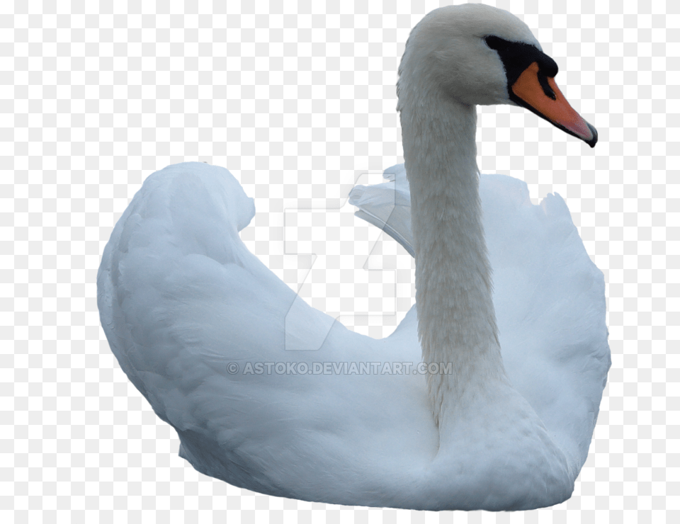 Swan Stock, Animal, Bird Free Transparent Png