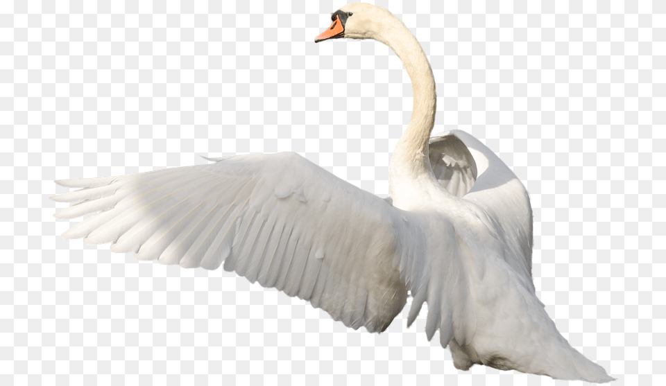 Swan Swan Flying, Animal, Bird Free Transparent Png