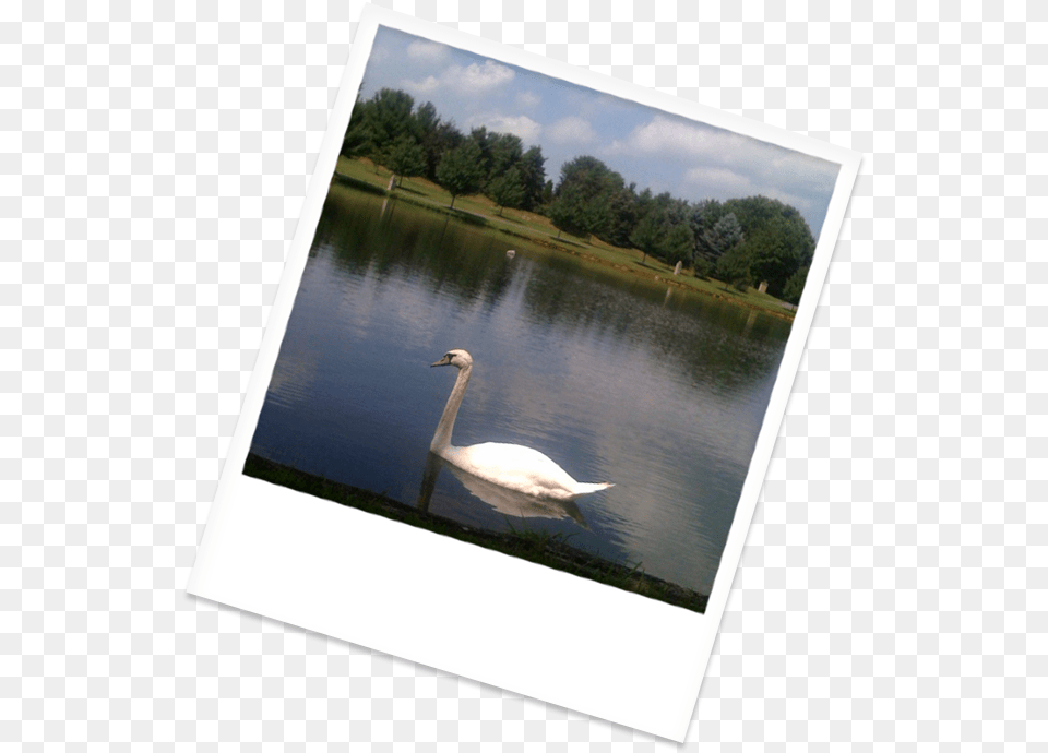 Swan Swimming In Our Beautiful Lake Trumpeter Swan, Animal, Beak, Bird, Nature Free Png