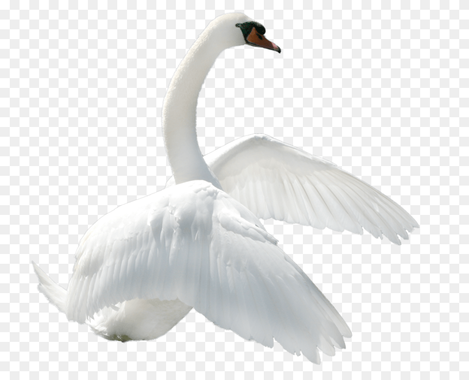 Swan To Right, Animal, Bird Free Png
