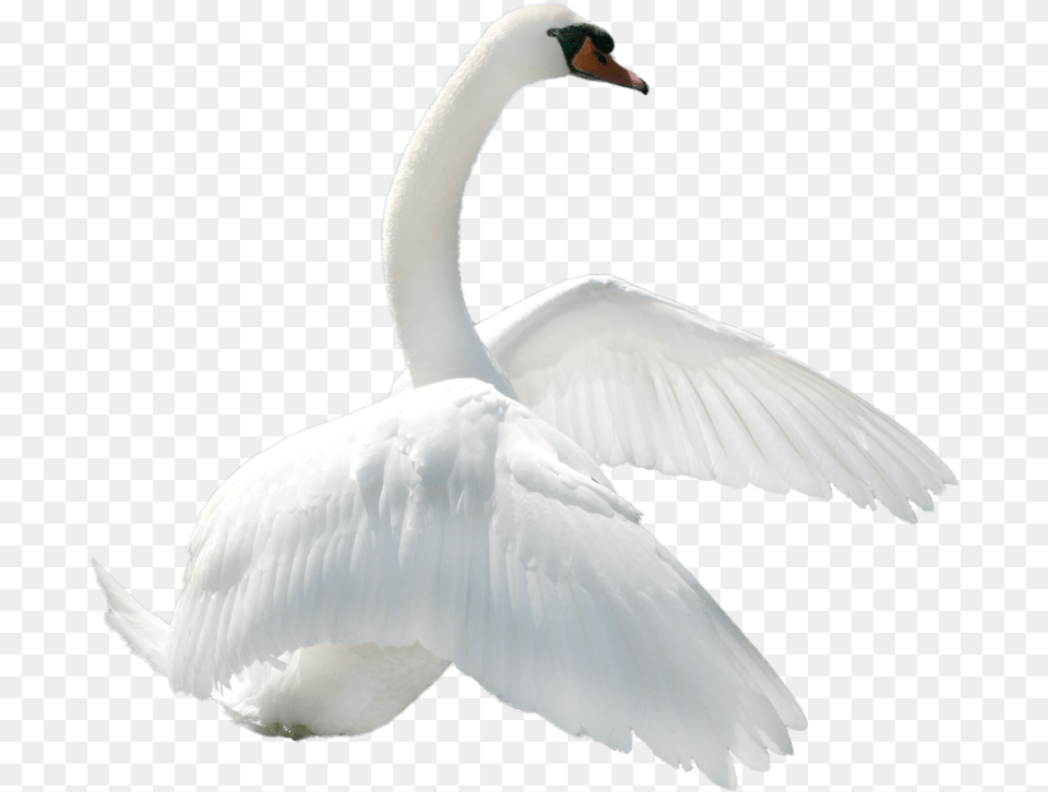 Swan To Right White Swan, Animal, Bird, Waterfowl Free Transparent Png