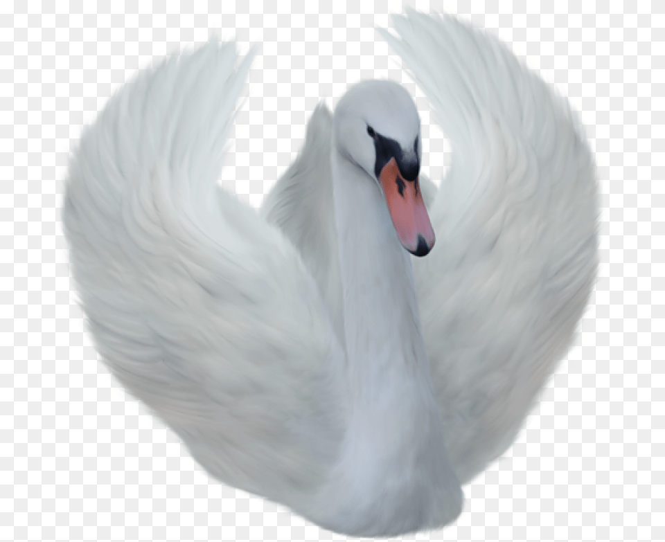 Swan Transparent, Animal, Bird Png Image