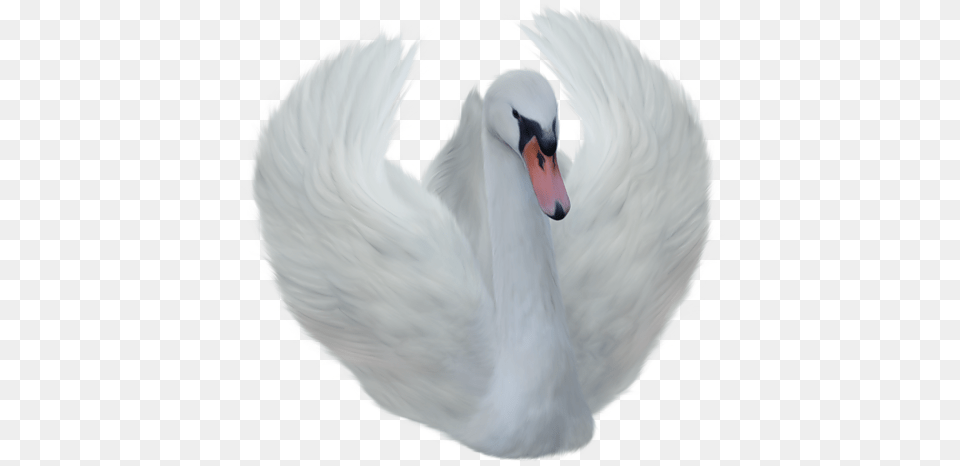Swan Transparent, Animal, Bird Free Png