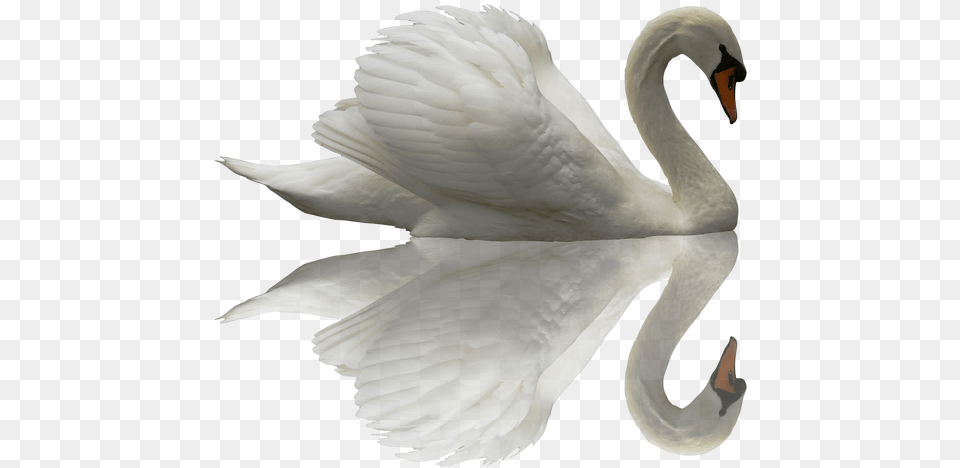 Swan Transparent Beautiful Cisneis, Animal, Bird Free Png
